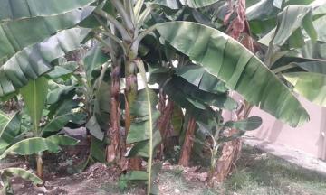 arbre-fruitier-banane2